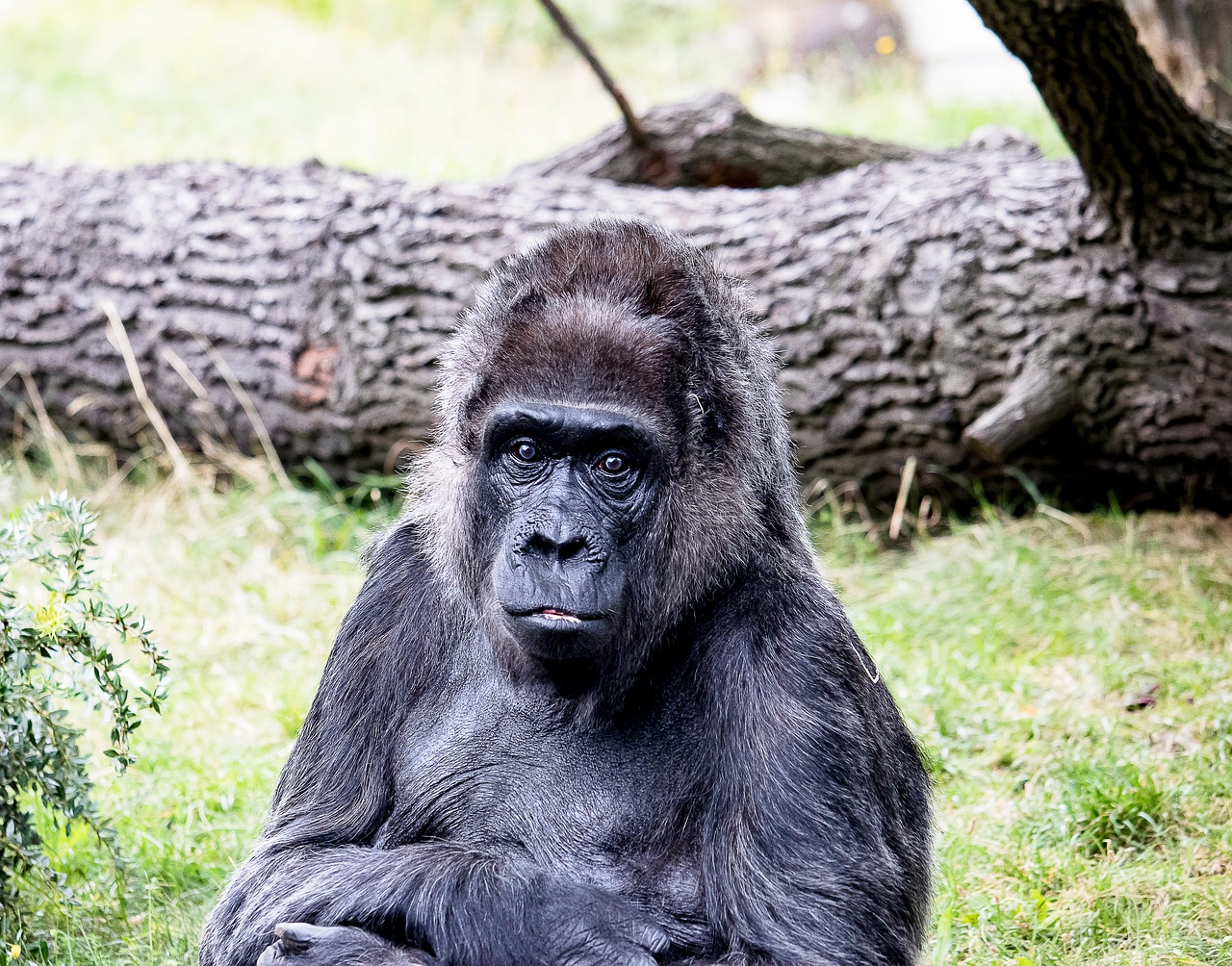 gorilla  animal  mammal free photo