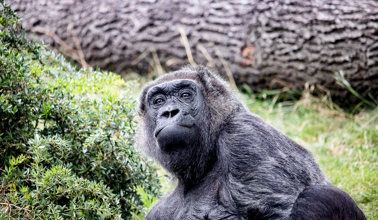 gorilla  animal  mammal free photo