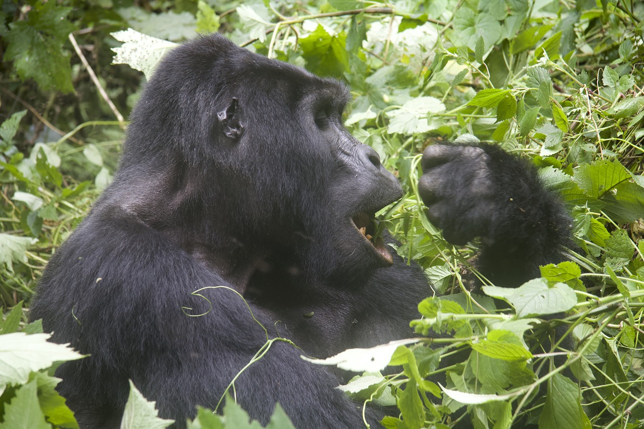 gorilla  wildlife  animals free photo