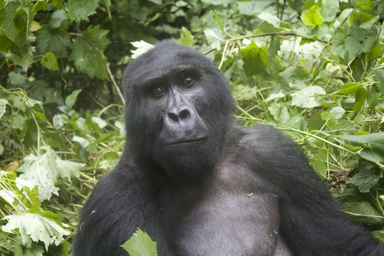 gorilla  wildlife  uganda free photo