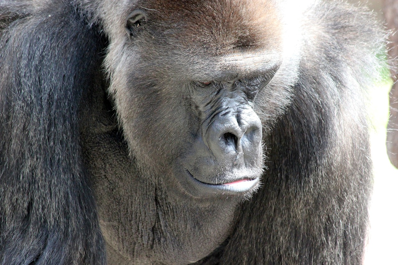 gorilla  ape  strength free photo