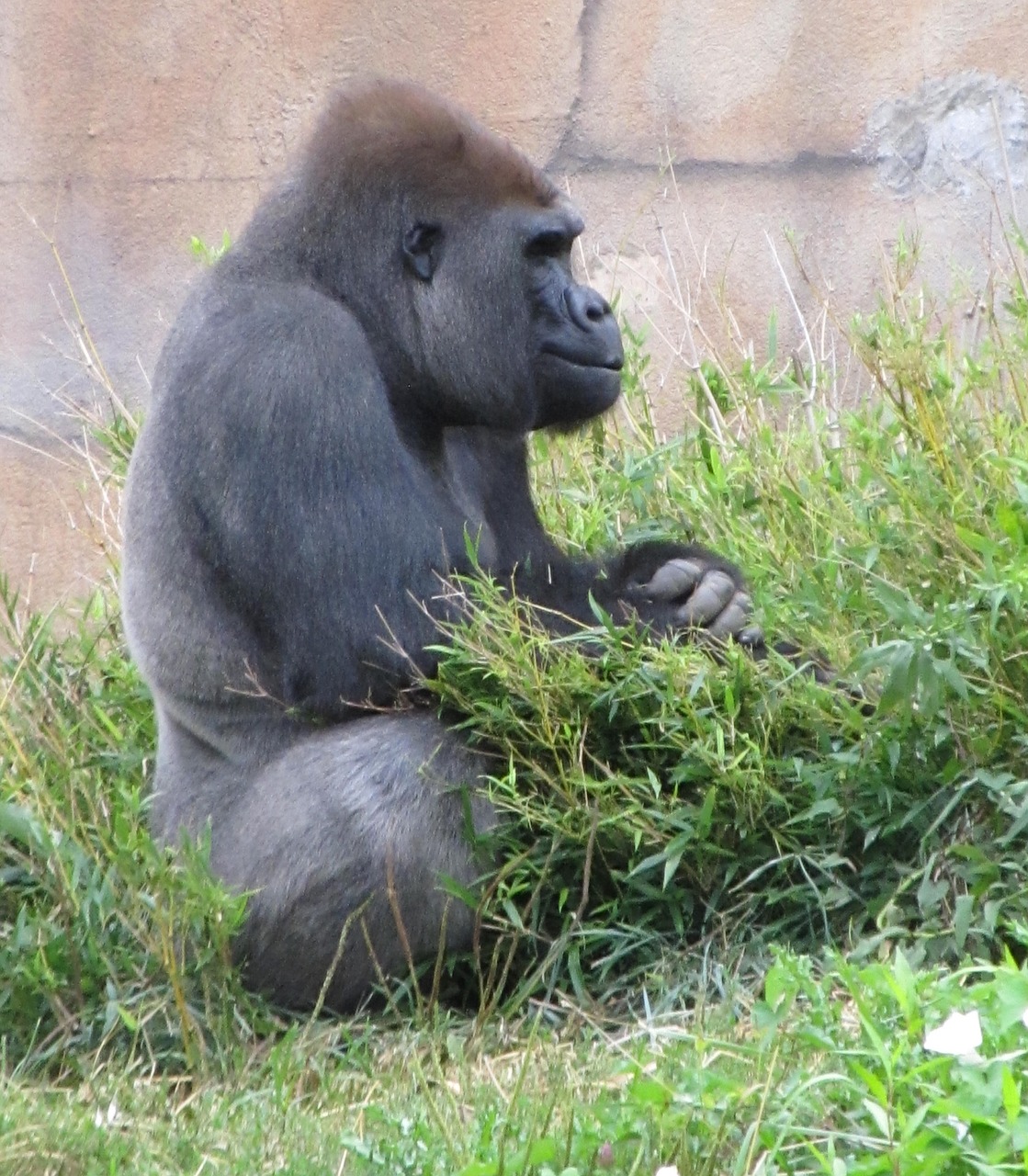 gorilla  sitting  thoughtful free photo
