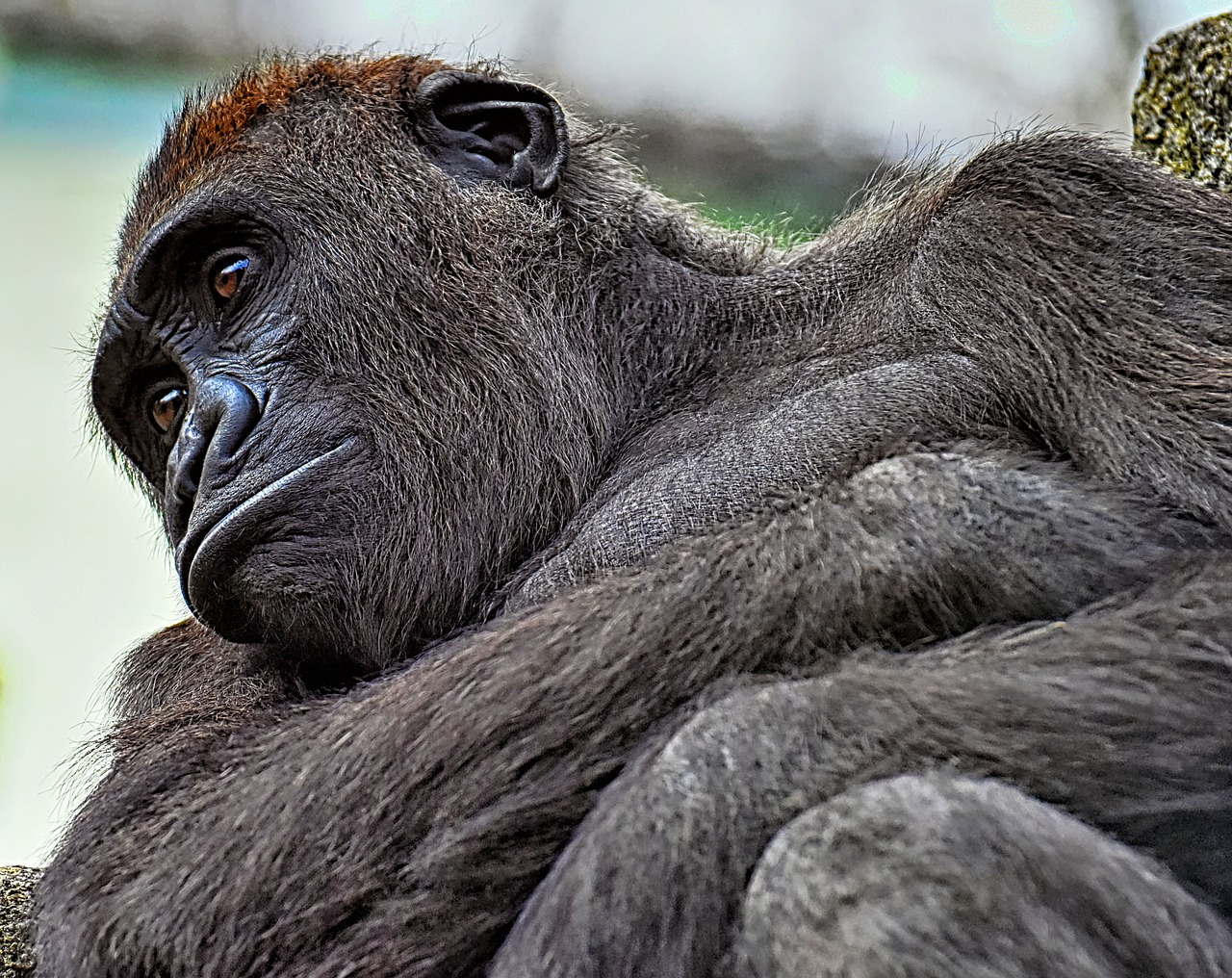 gorilla  monkey  animal free photo