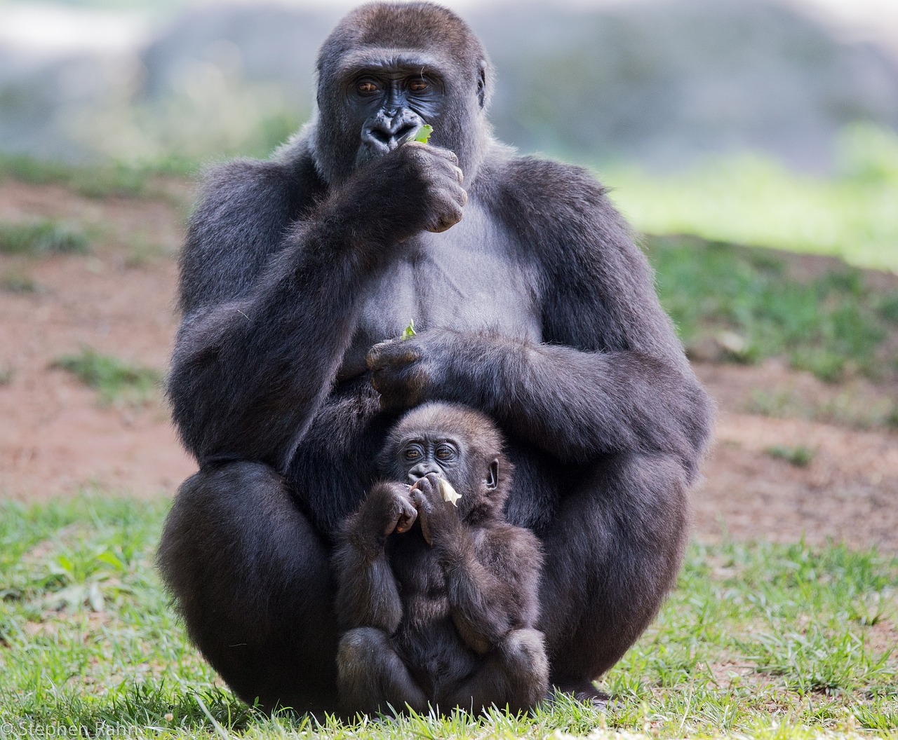 gorilla  mother  child free photo