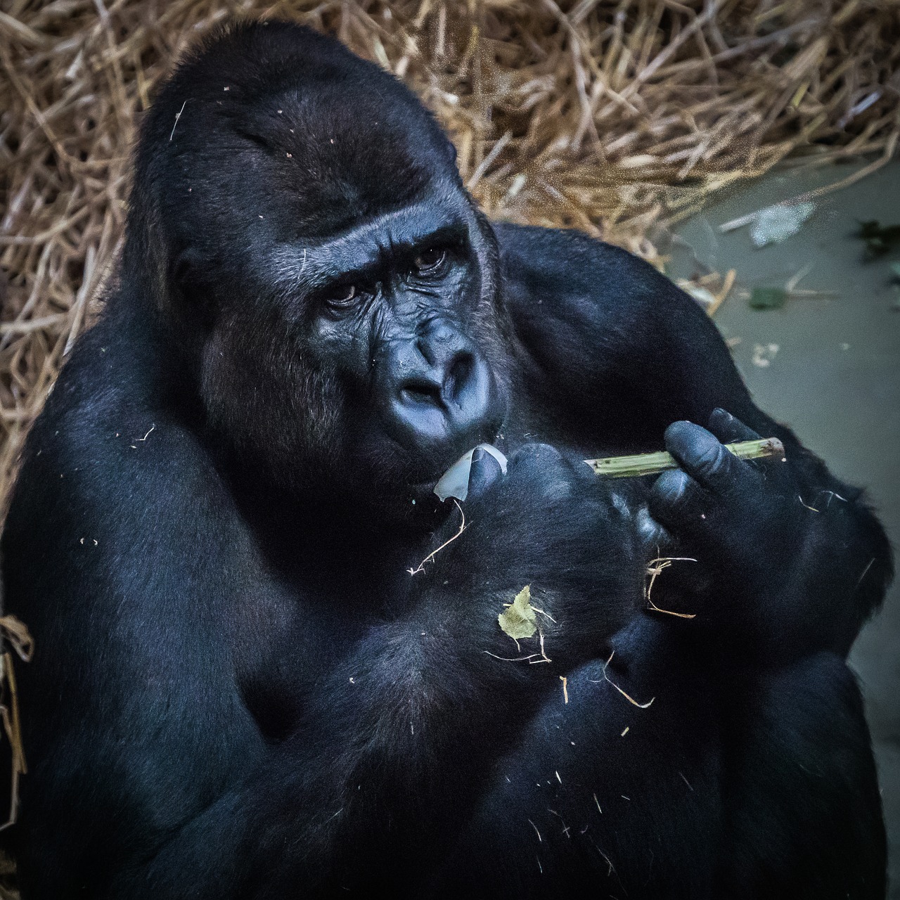 gorilla  ape  monkey free photo