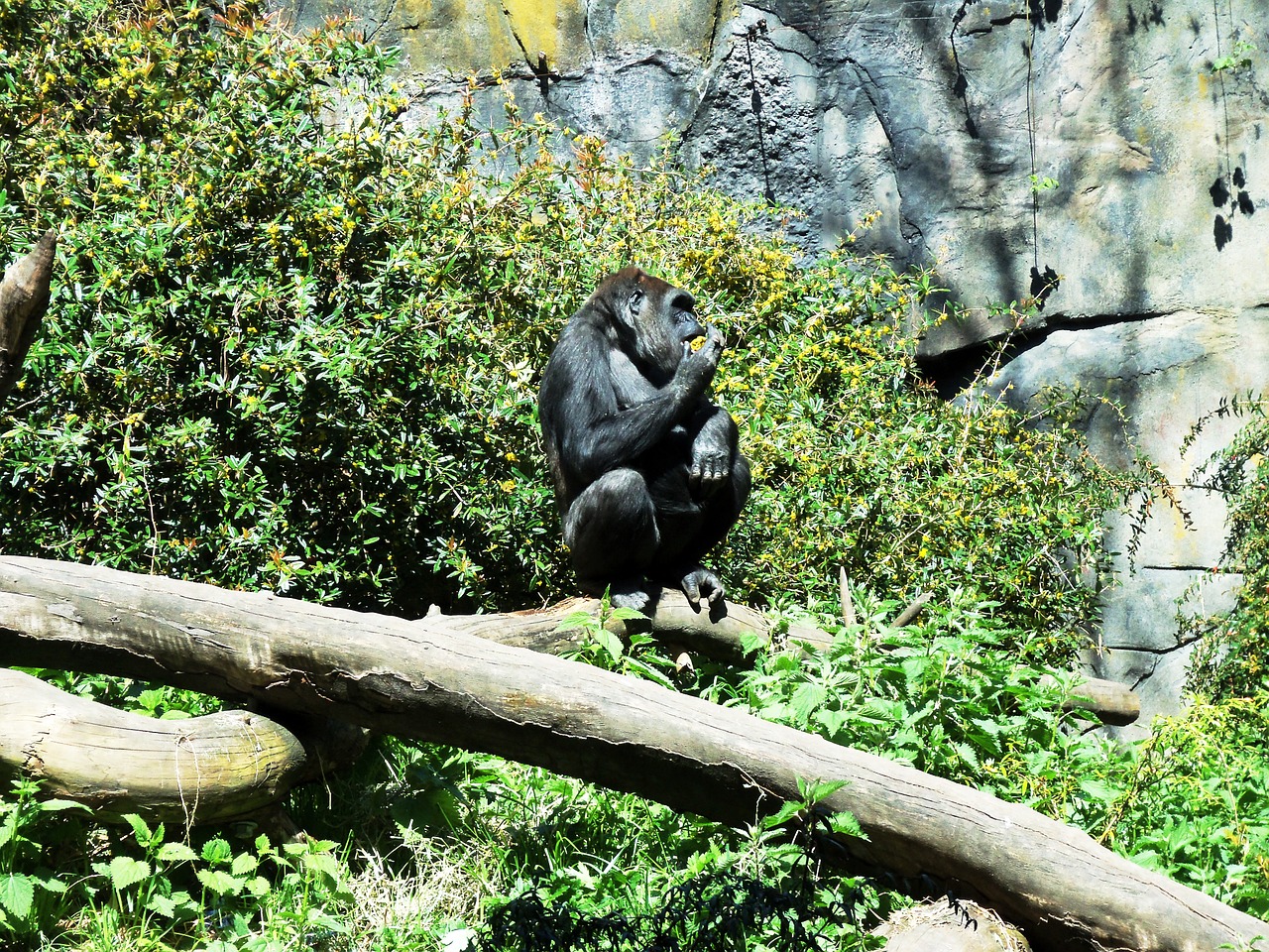gorilla animal wildlife free photo