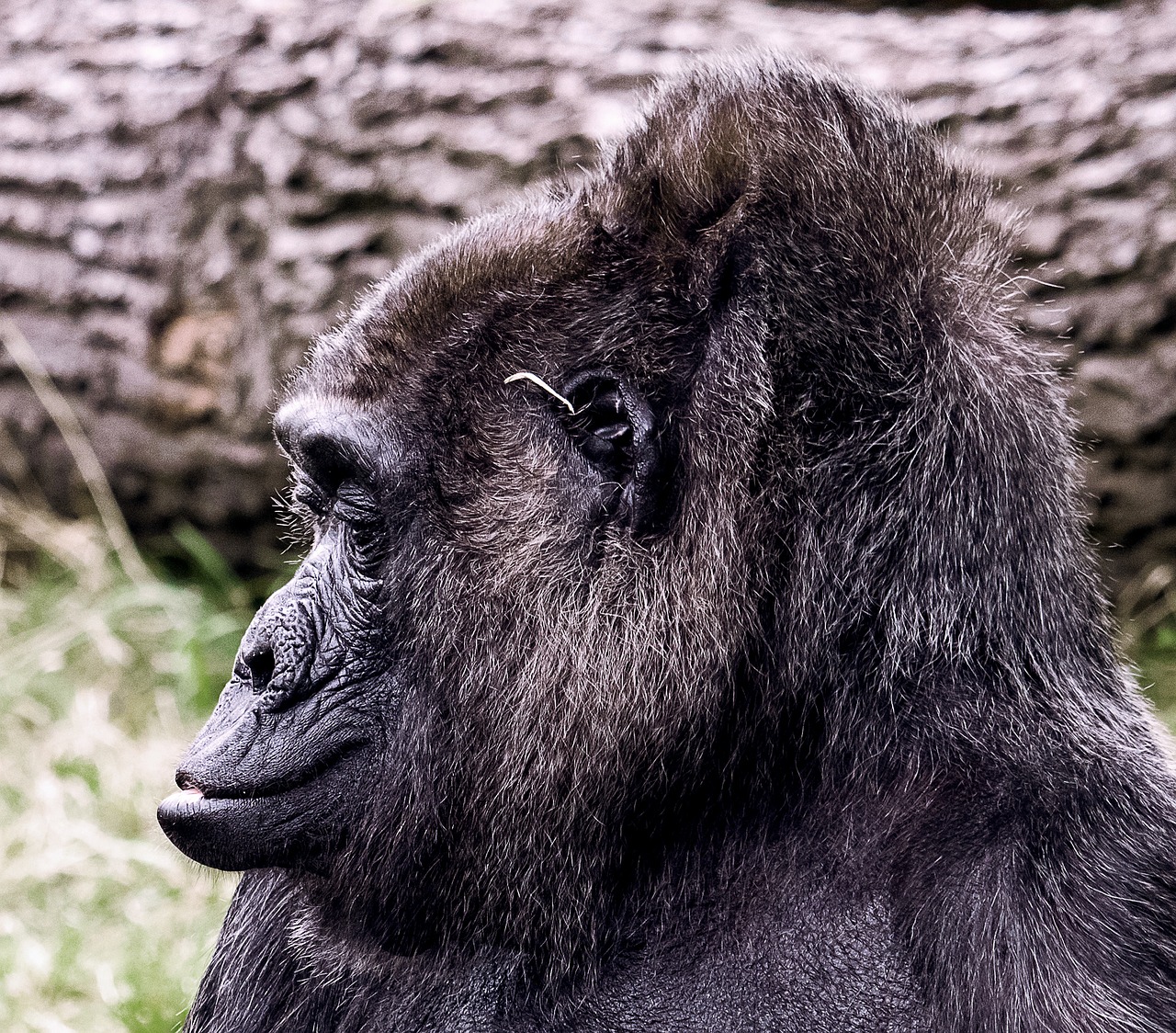 gorilla  mammal  animal free photo