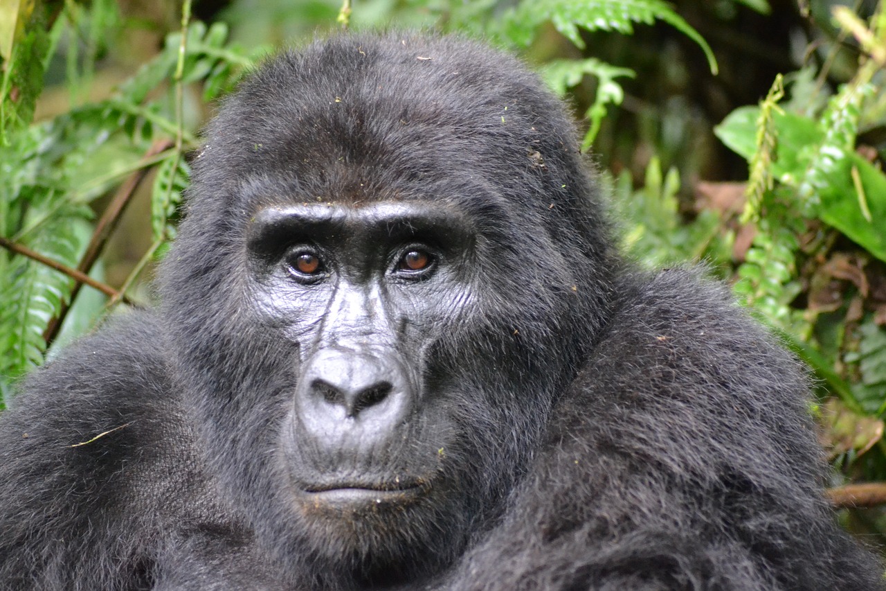 gorilla  mountain gorilla  bwindi free photo