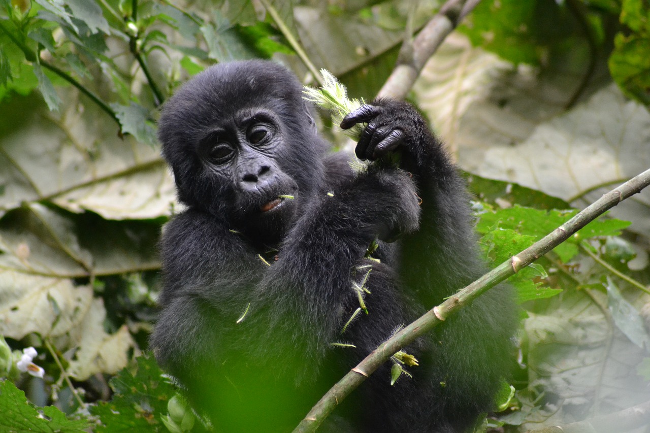 gorilla  baby gorilla  monkey free photo