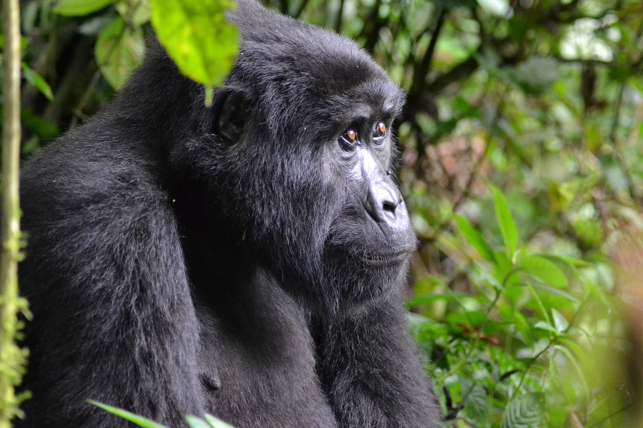 gorilla  uganda  bwindi free photo