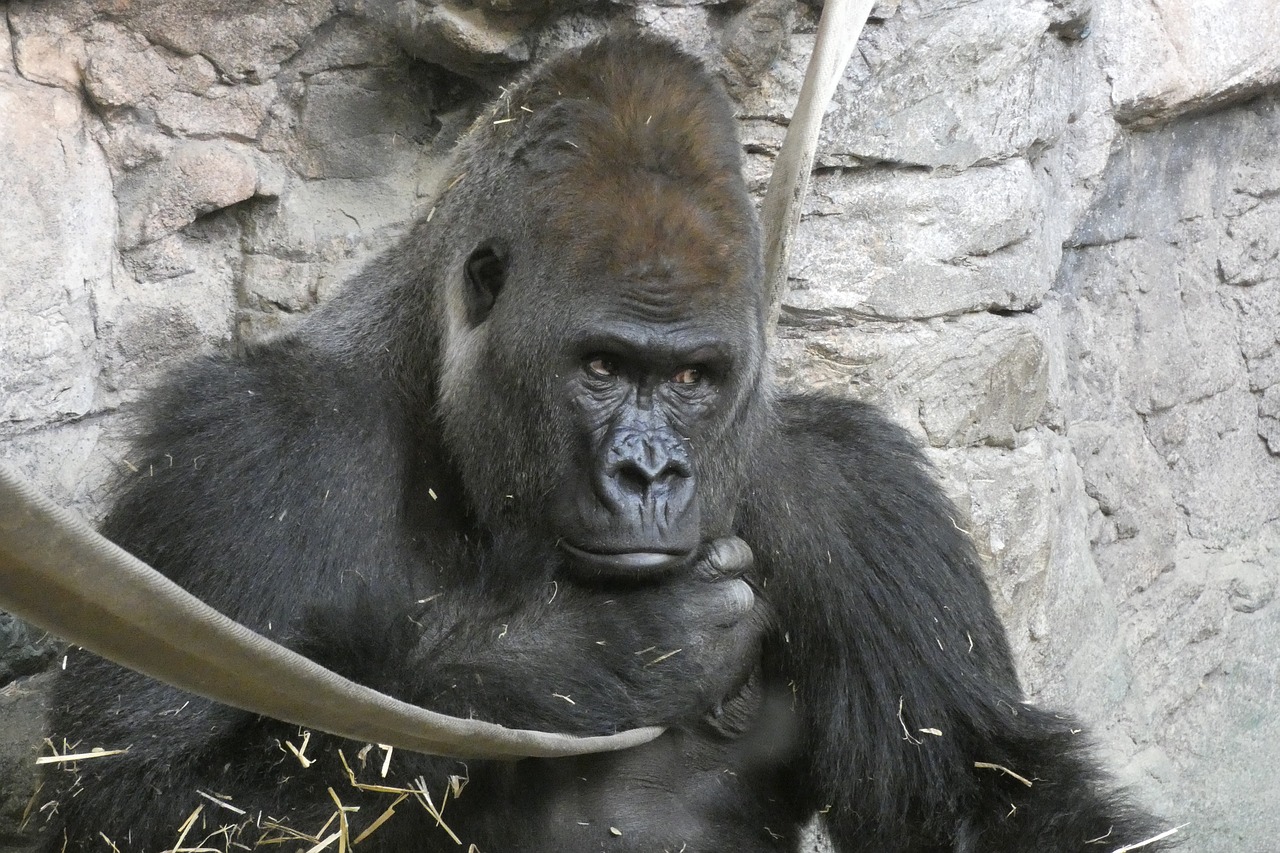 gorilla  male  look free photo