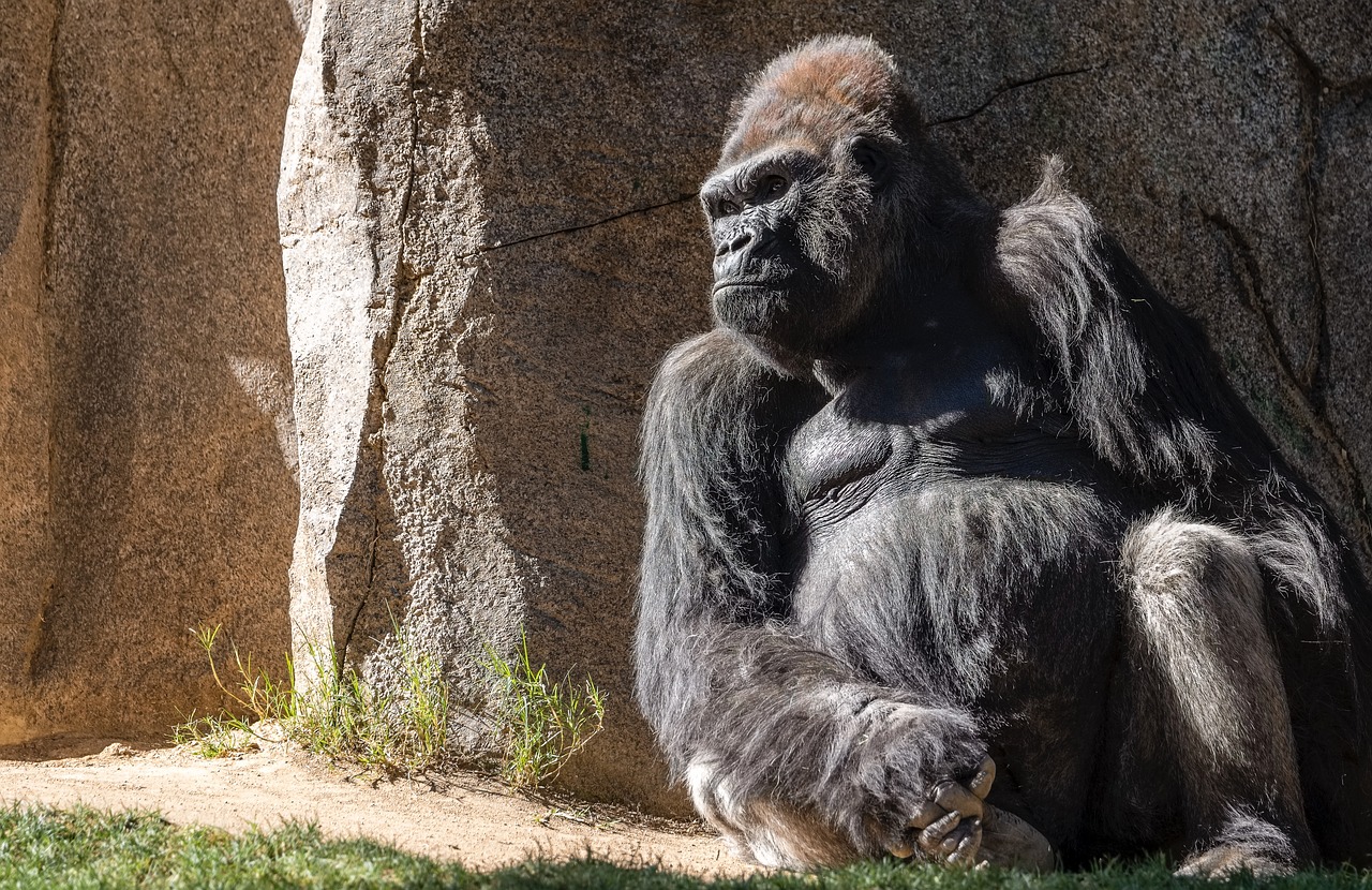 gorilla  san diego zoo  wildlife free photo
