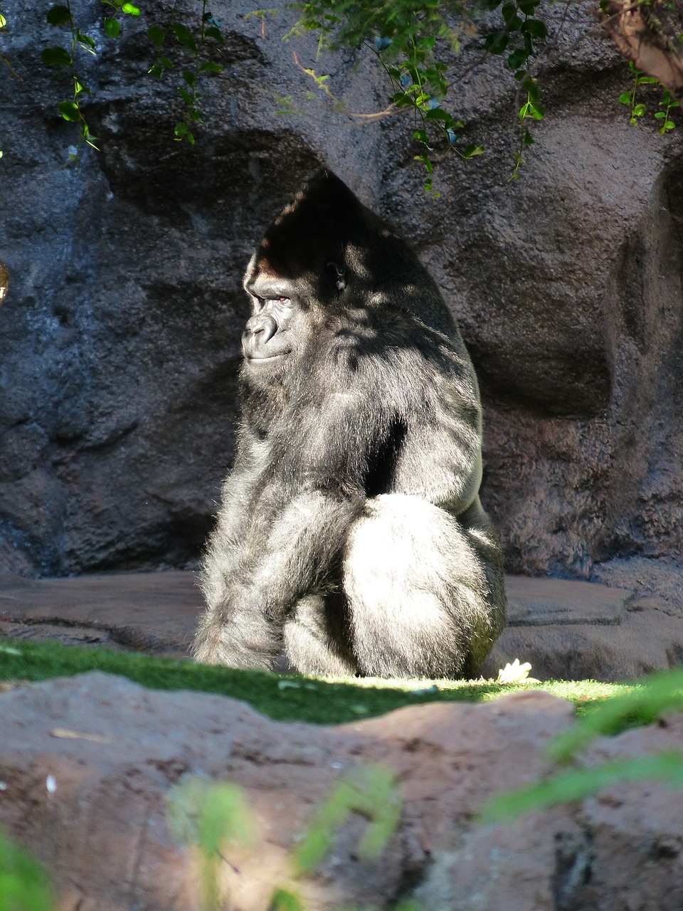 gorilla monkey view free photo
