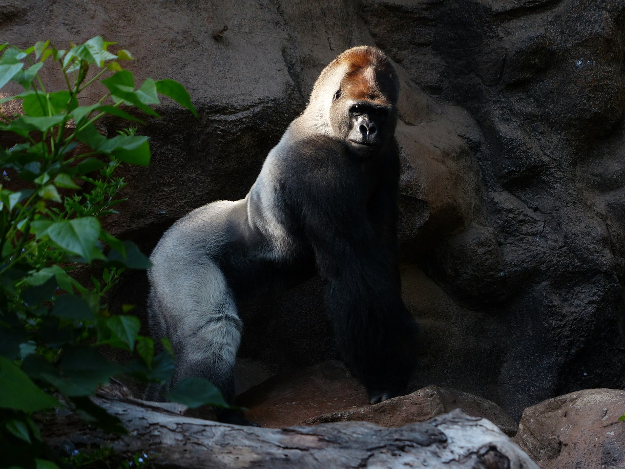 gorilla monkey ape free photo