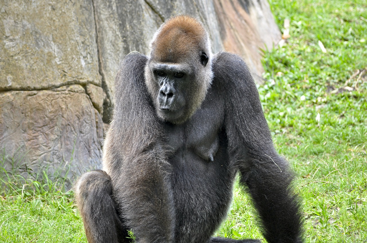gorilla  animals  ape free photo