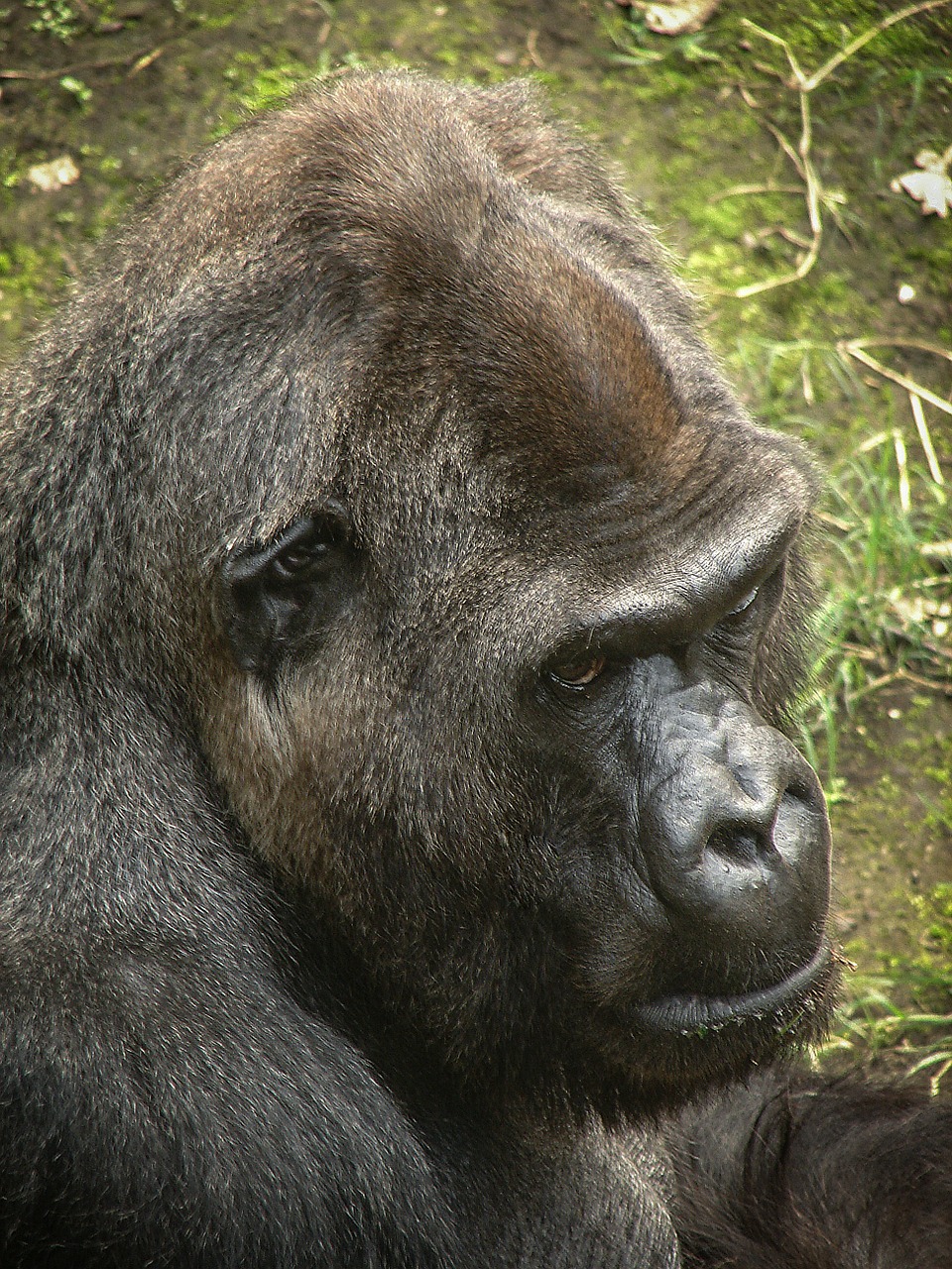 gorilla primates ape free photo
