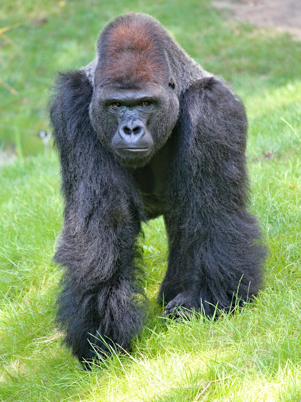 gorilla  lowland  west free photo