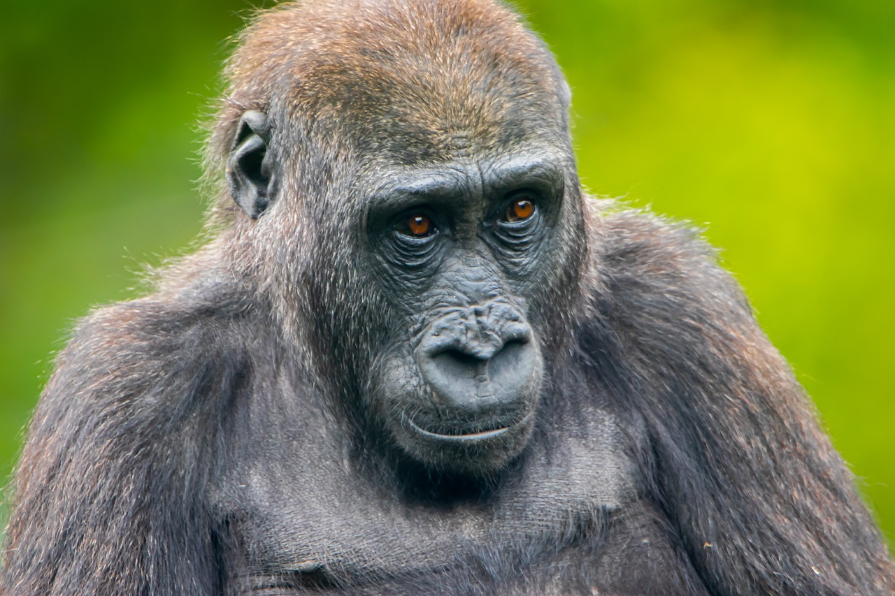 gorilla  monkey  portrait free photo