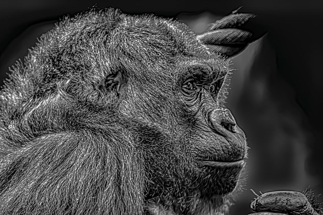 gorilla  female  melancholic free photo
