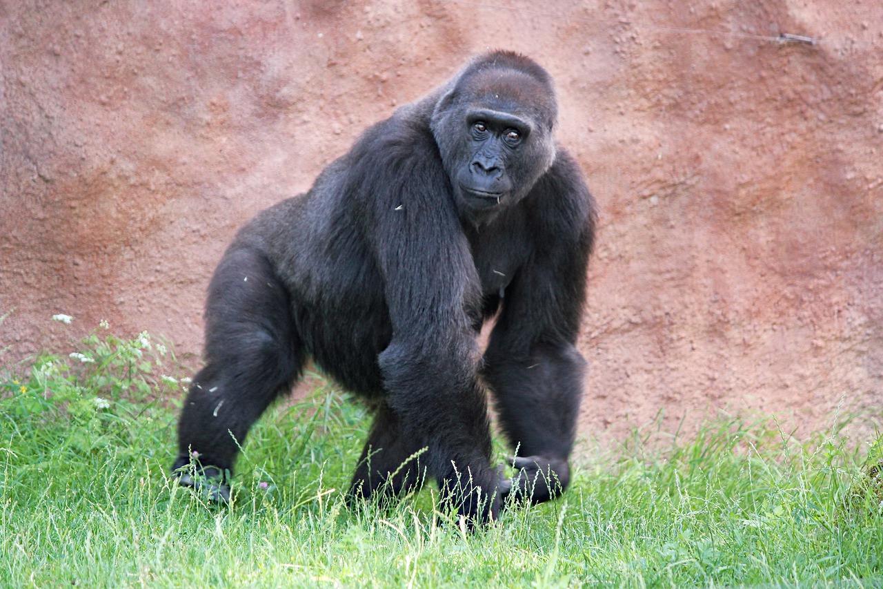 gorilla  lowland  primate free photo