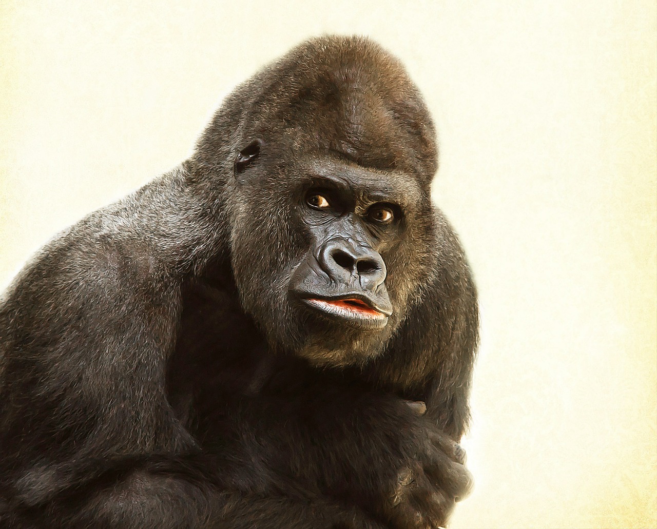 gorilla silverback animal free photo