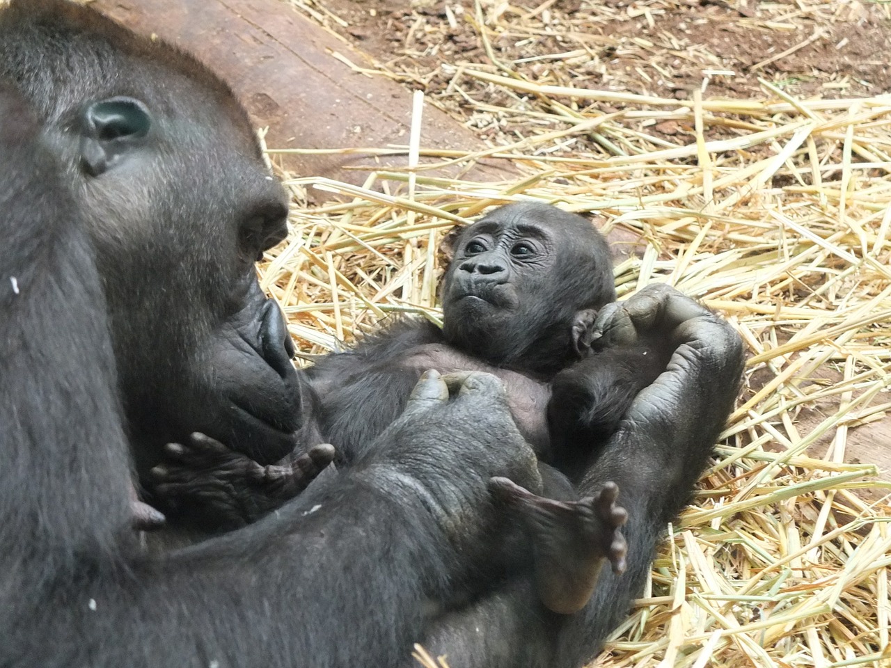 gorilla baby zoo free photo