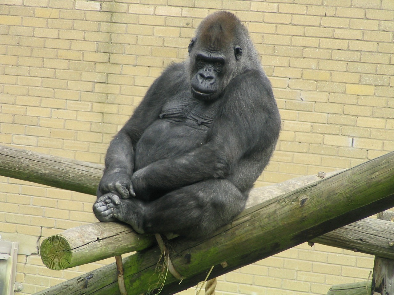 gorilla ape zoo free photo