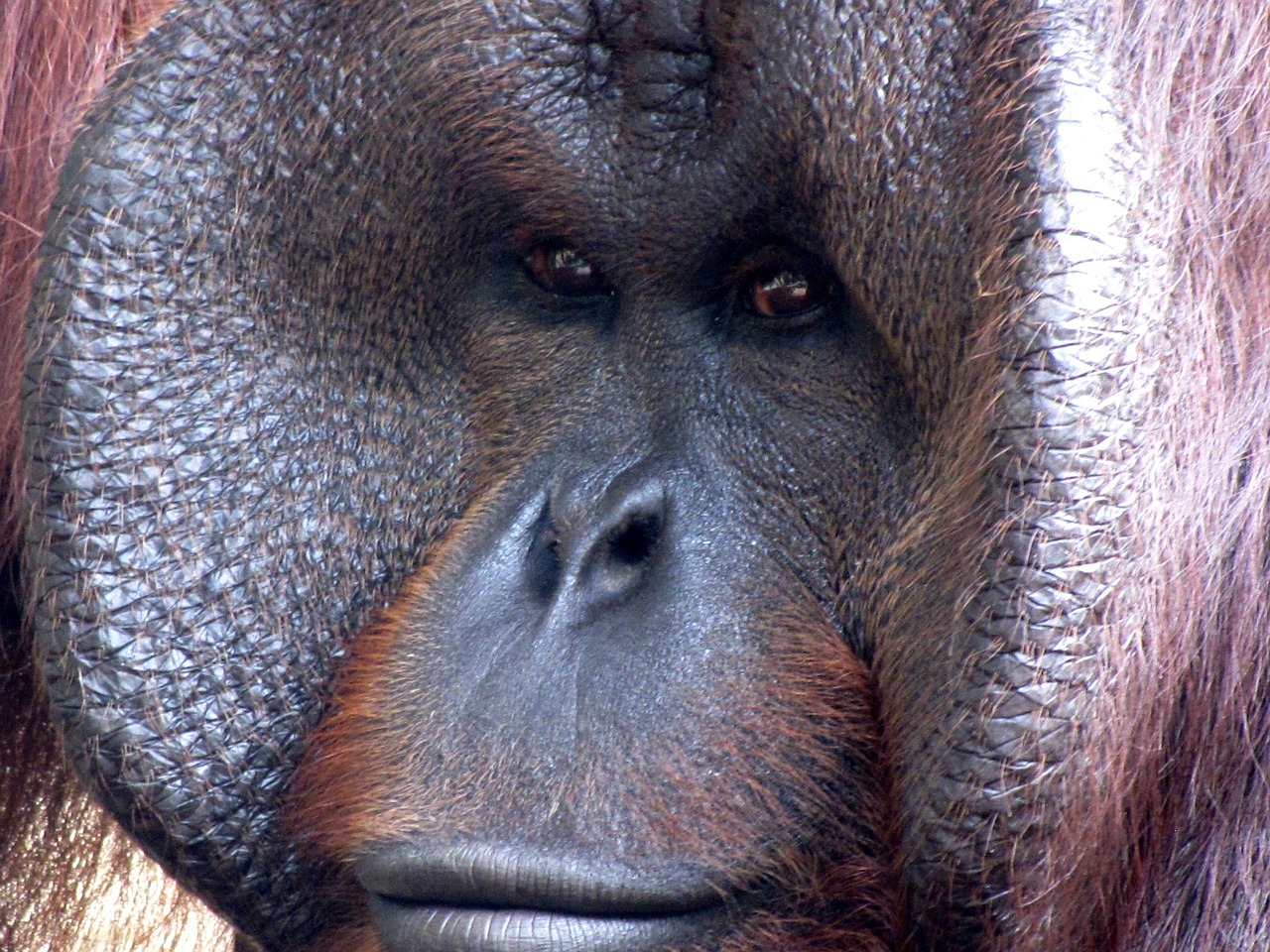 gorilla primate ape free photo