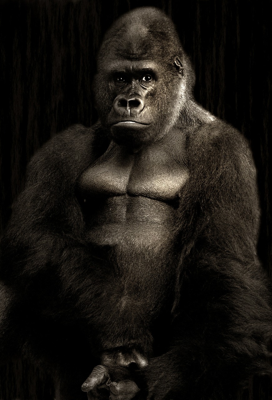 gorilla silverback monkey free photo