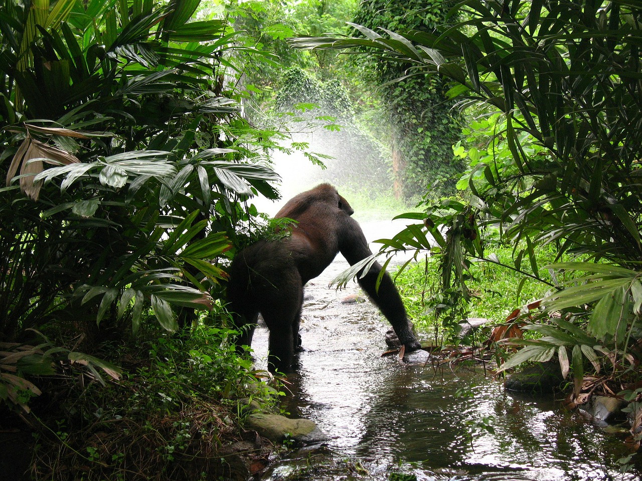 gorilla jungle mist free photo