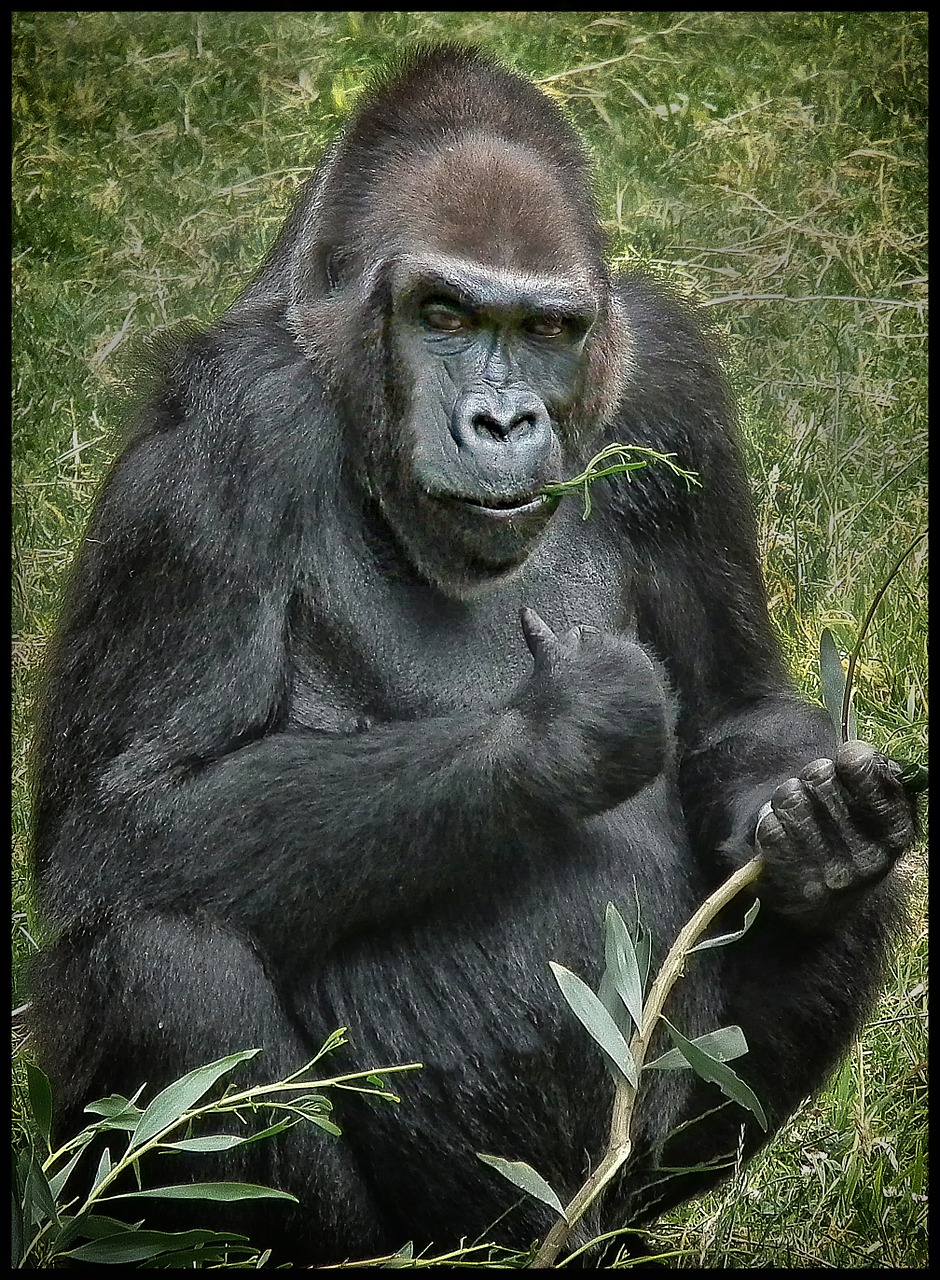 gorilla animal mammal free photo