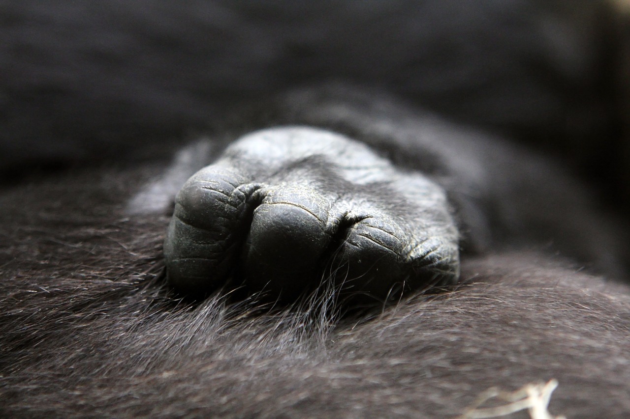 gorilla baby hand free photo