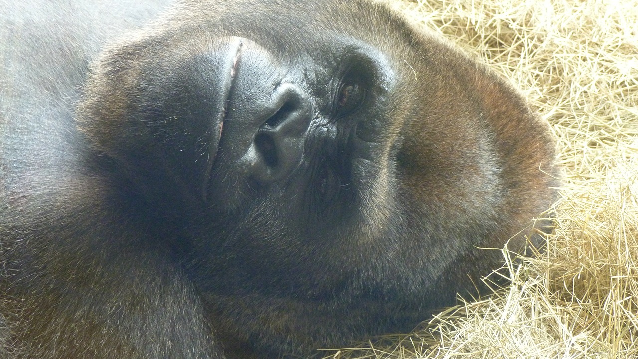 gorilla animal monkey free photo