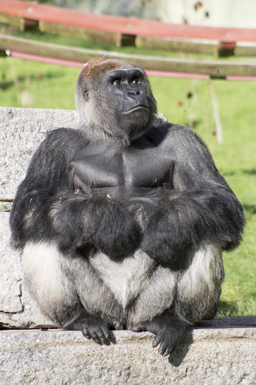 gorilla silverback wild free photo