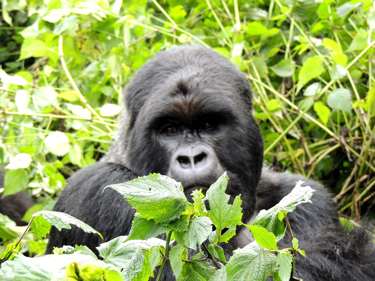 gorilla animal silverback free photo