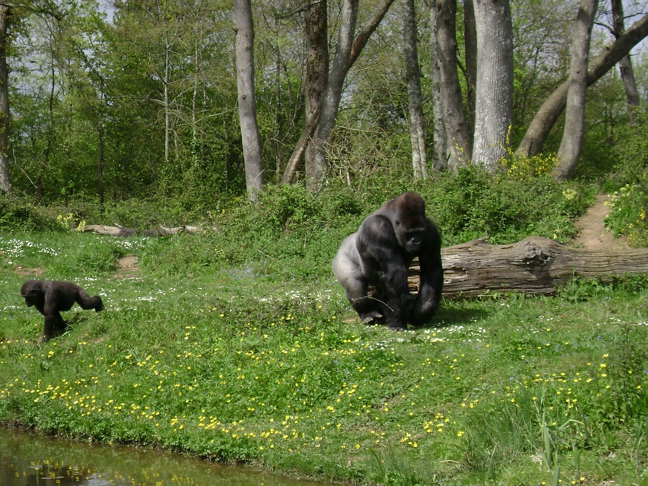 gorilla monkey fauna free photo