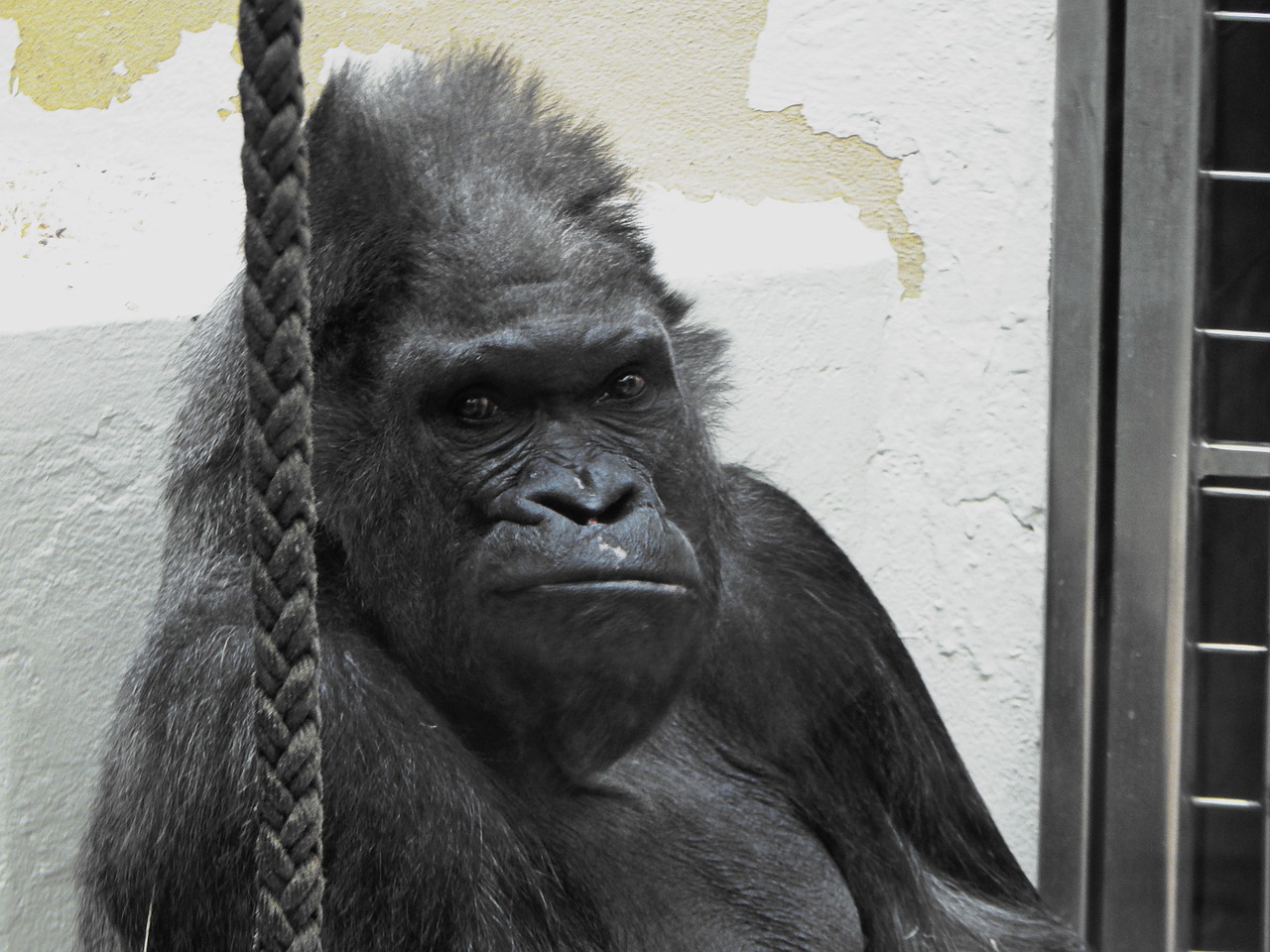 gorilla zoo animal free photo