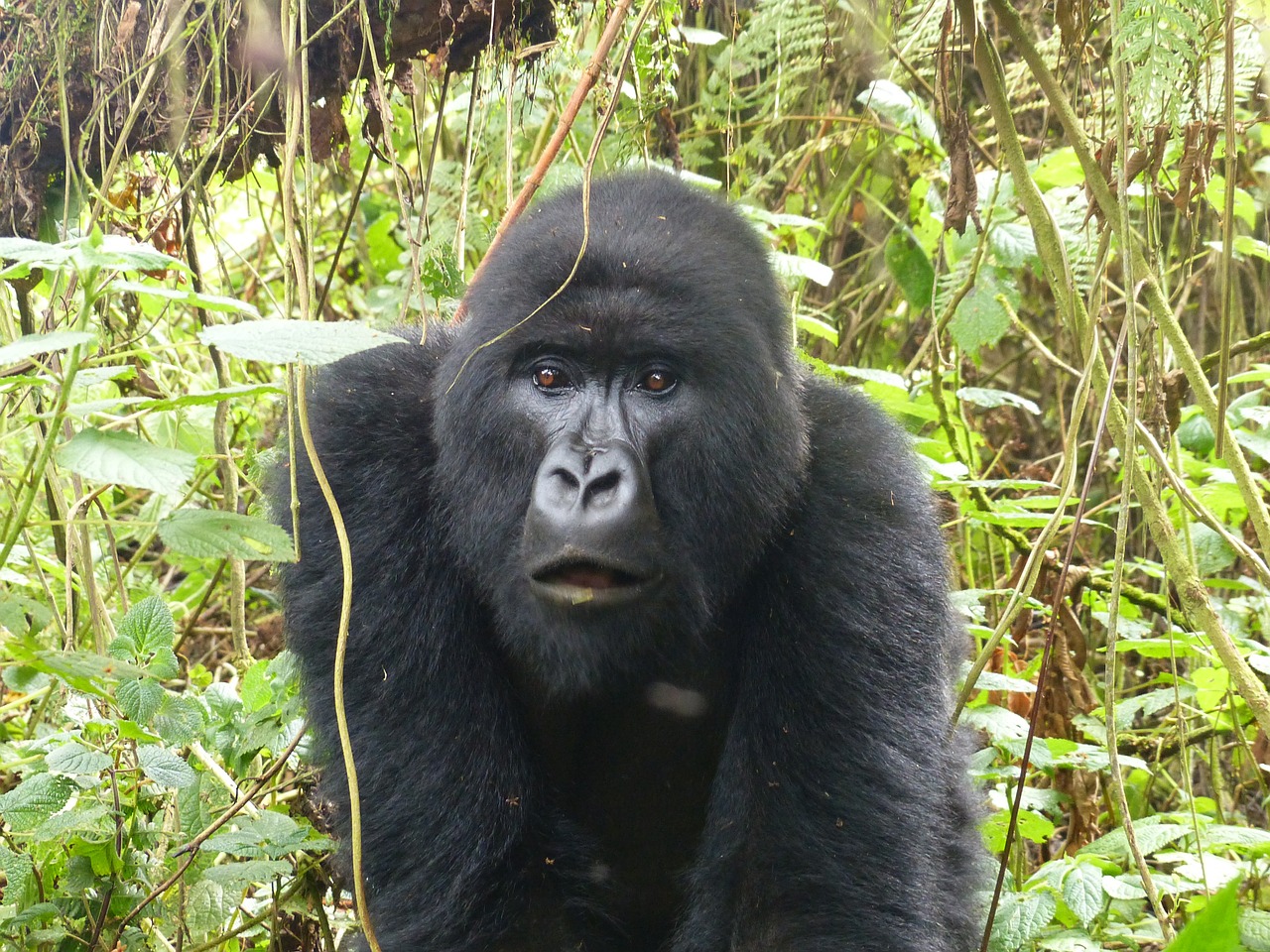 gorilla primate east africa free photo