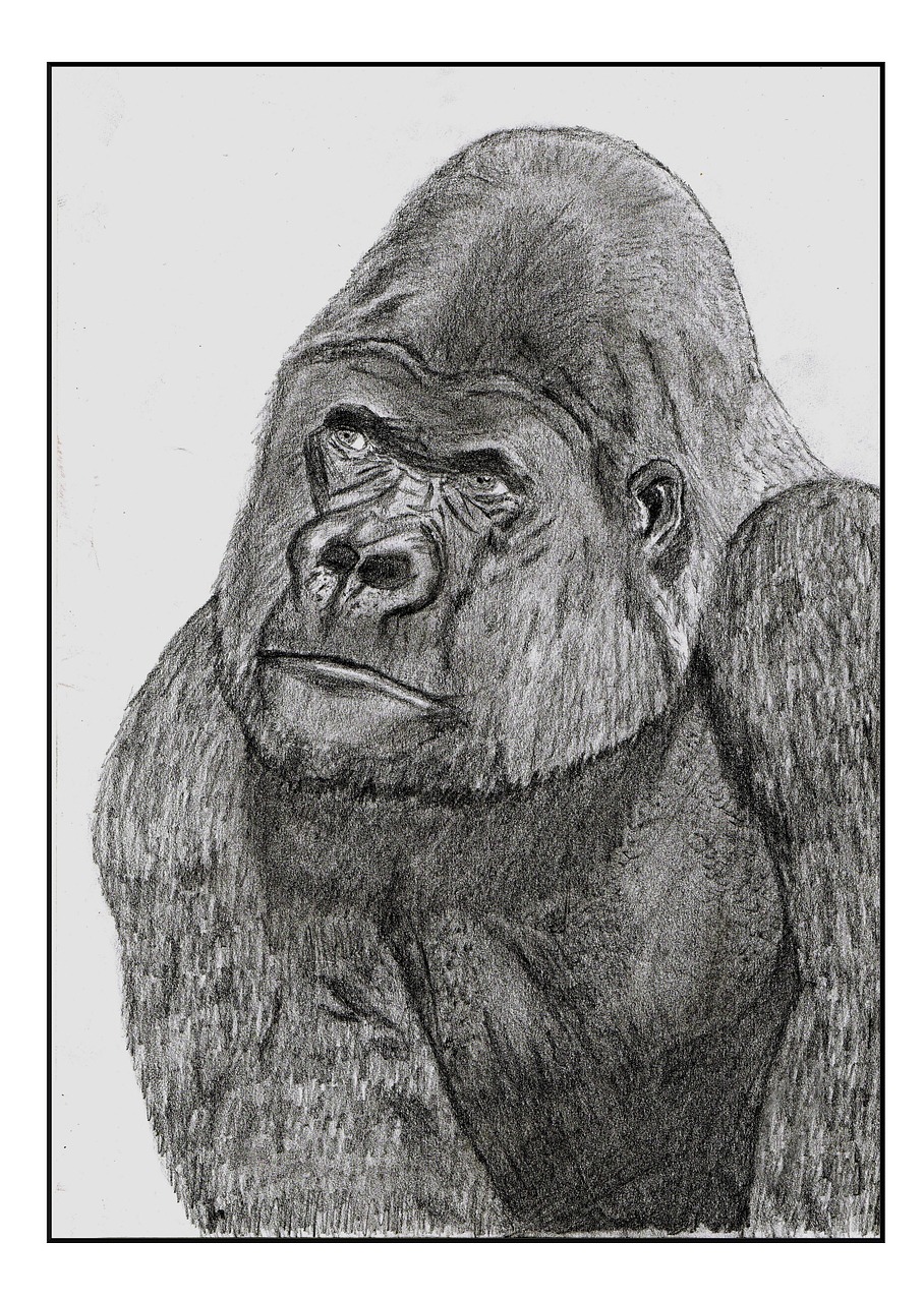 gorilla animal drawing free photo