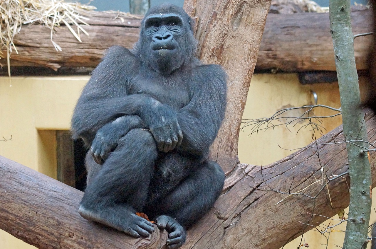 gorilla zoo ape free photo