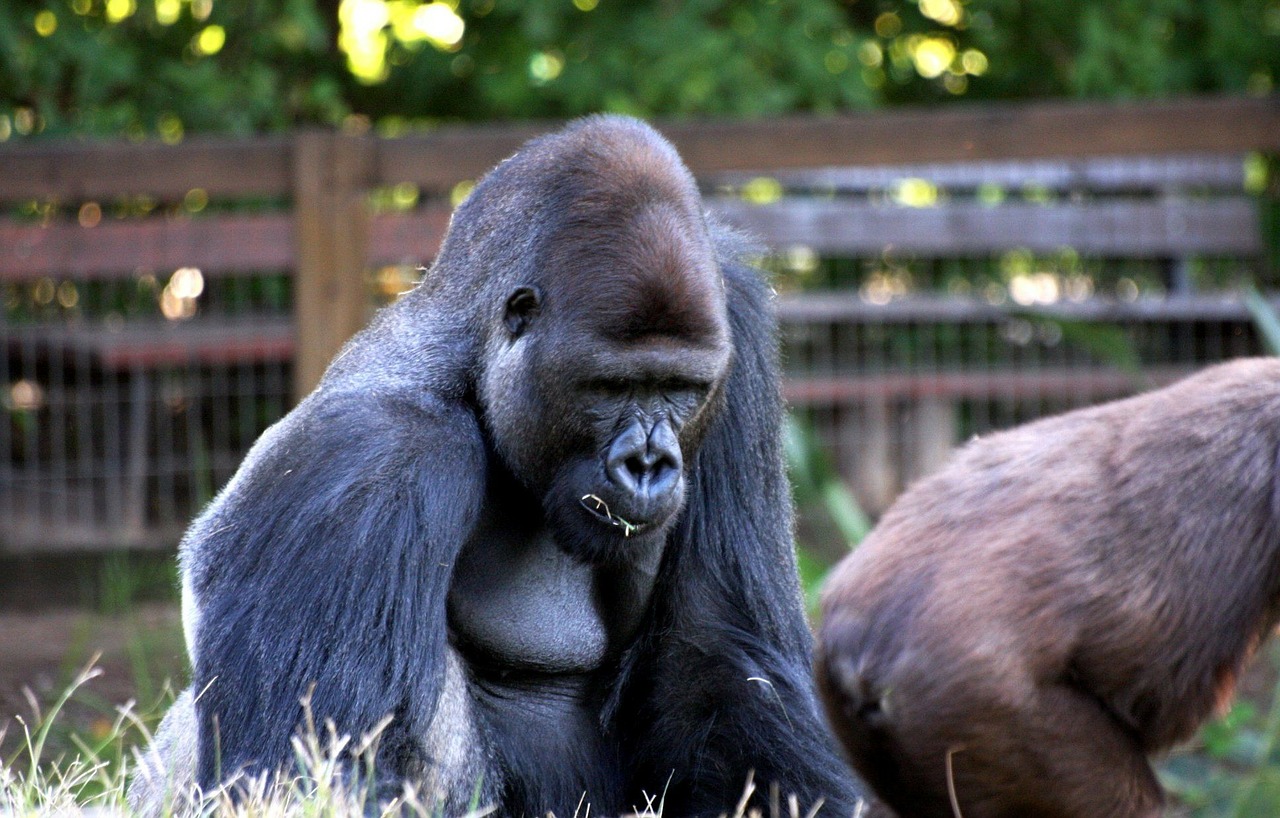 gorilla monkey apes free photo