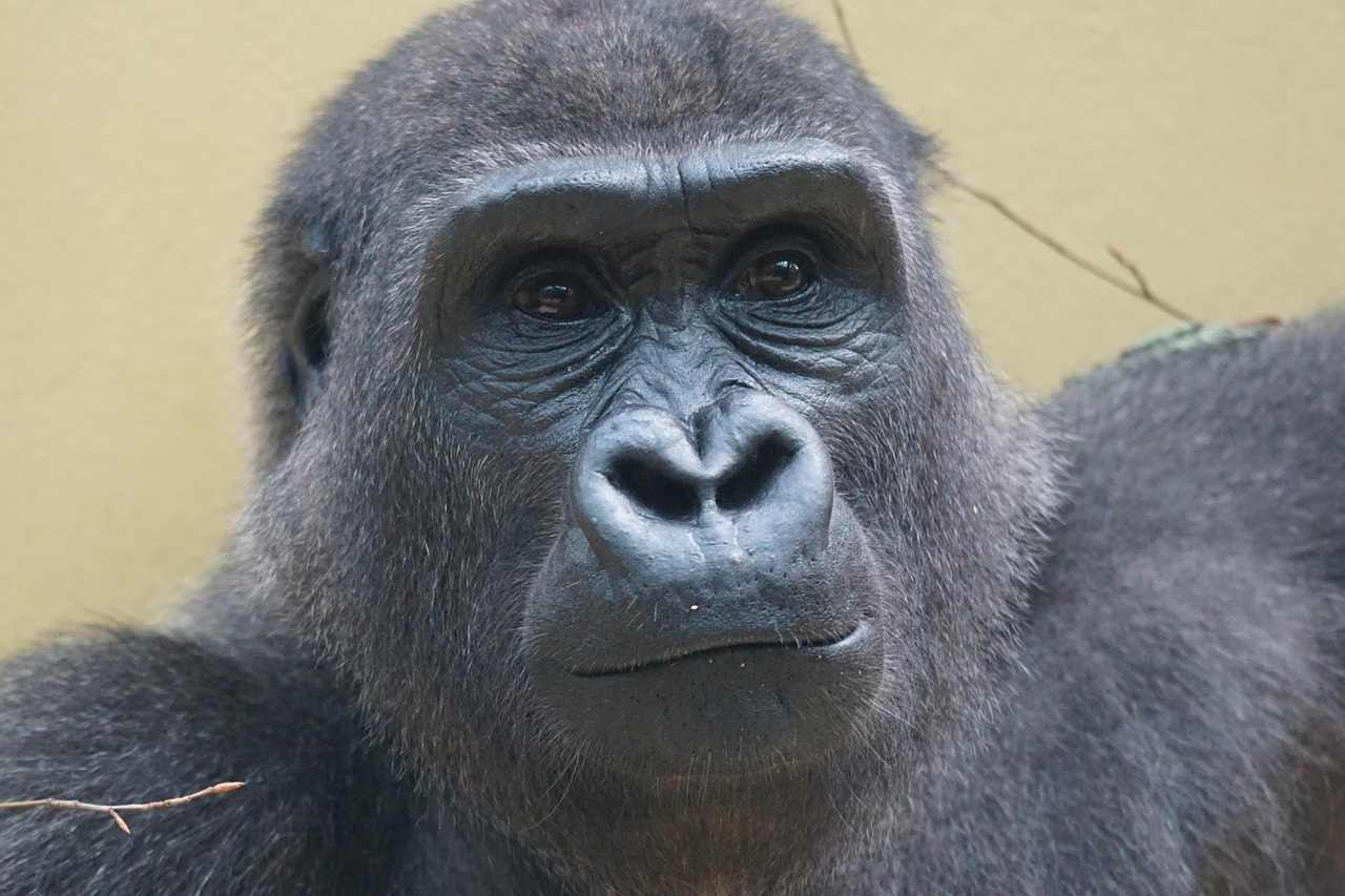 gorilla ape imposing free photo