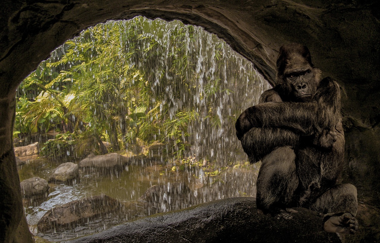 monkey gorilla cave free photo