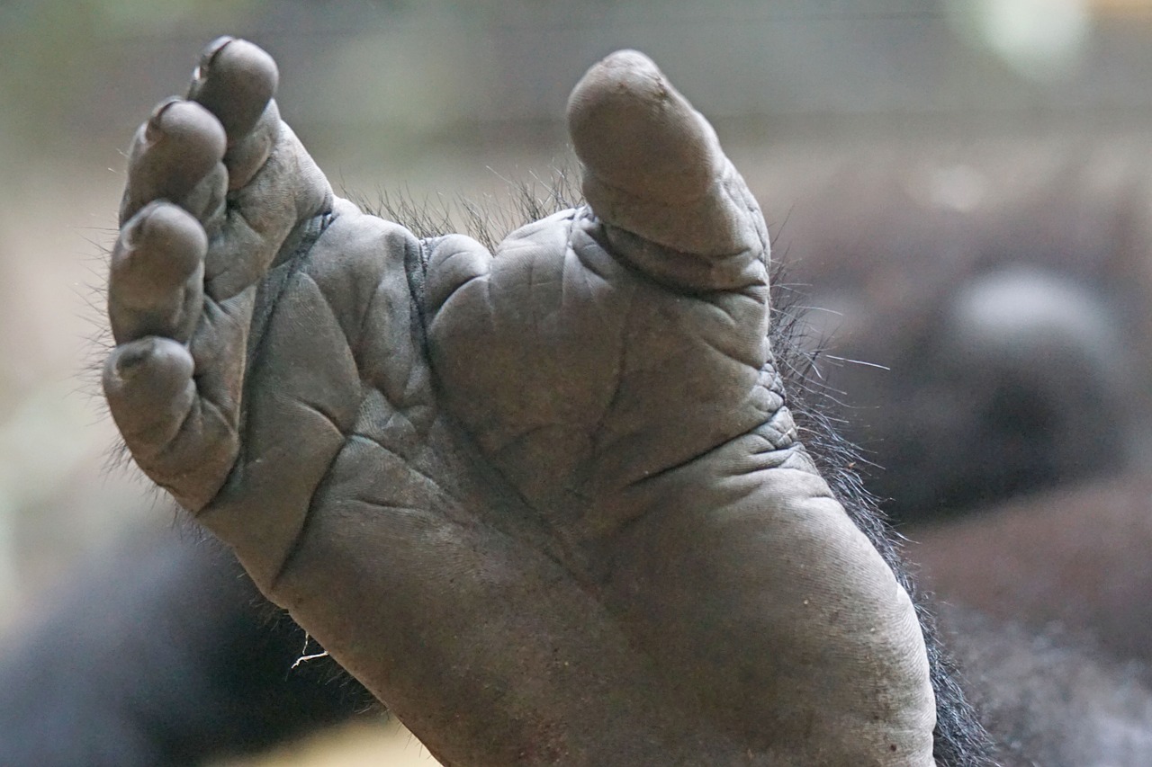 gorilla foot limbs free photo