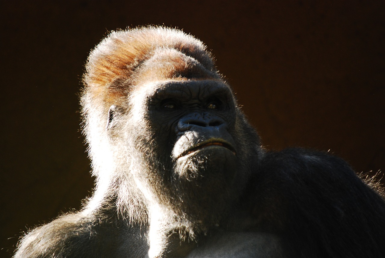 gorilla monkey animal free photo