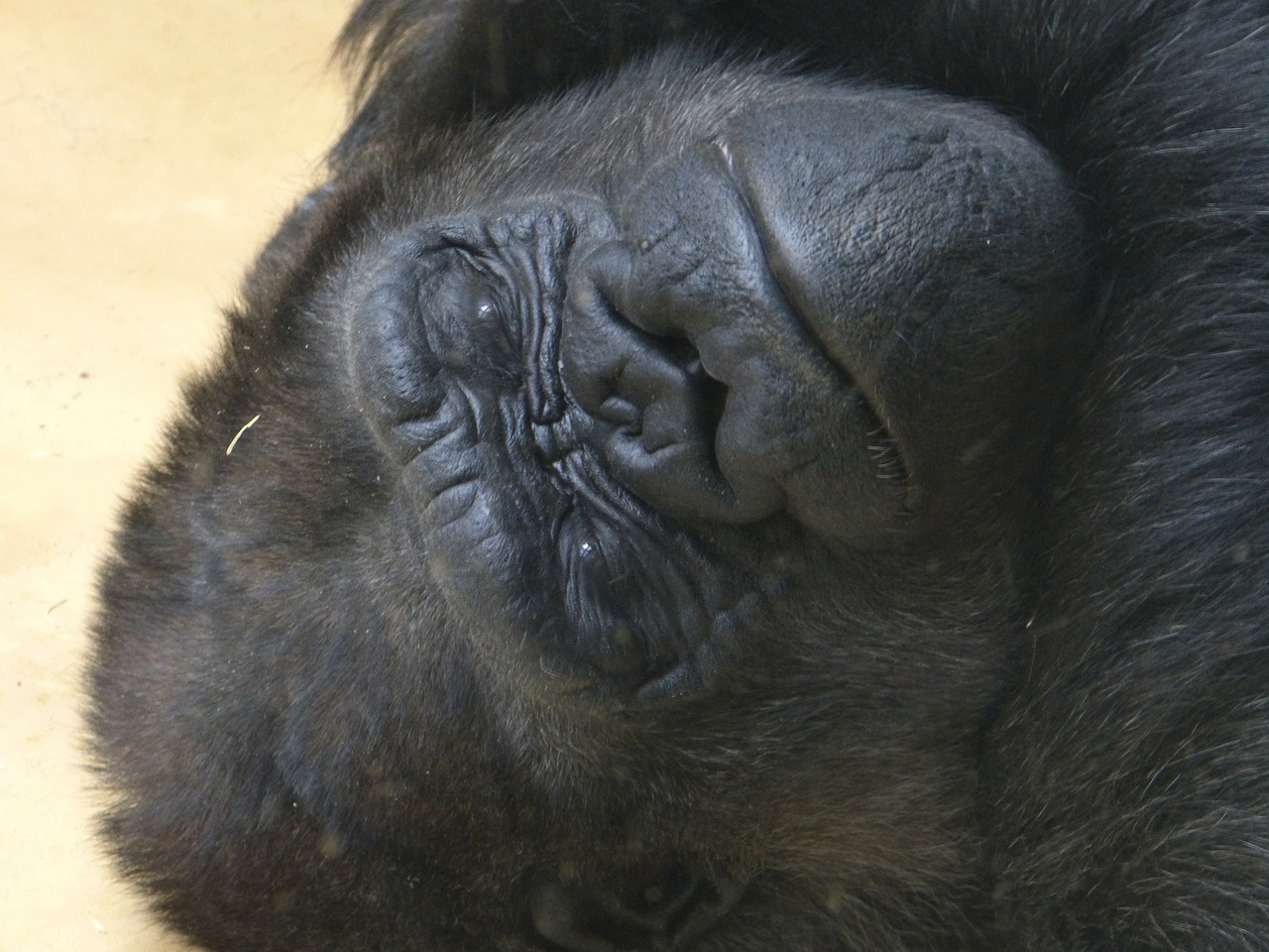 gorilla monkey ape free photo