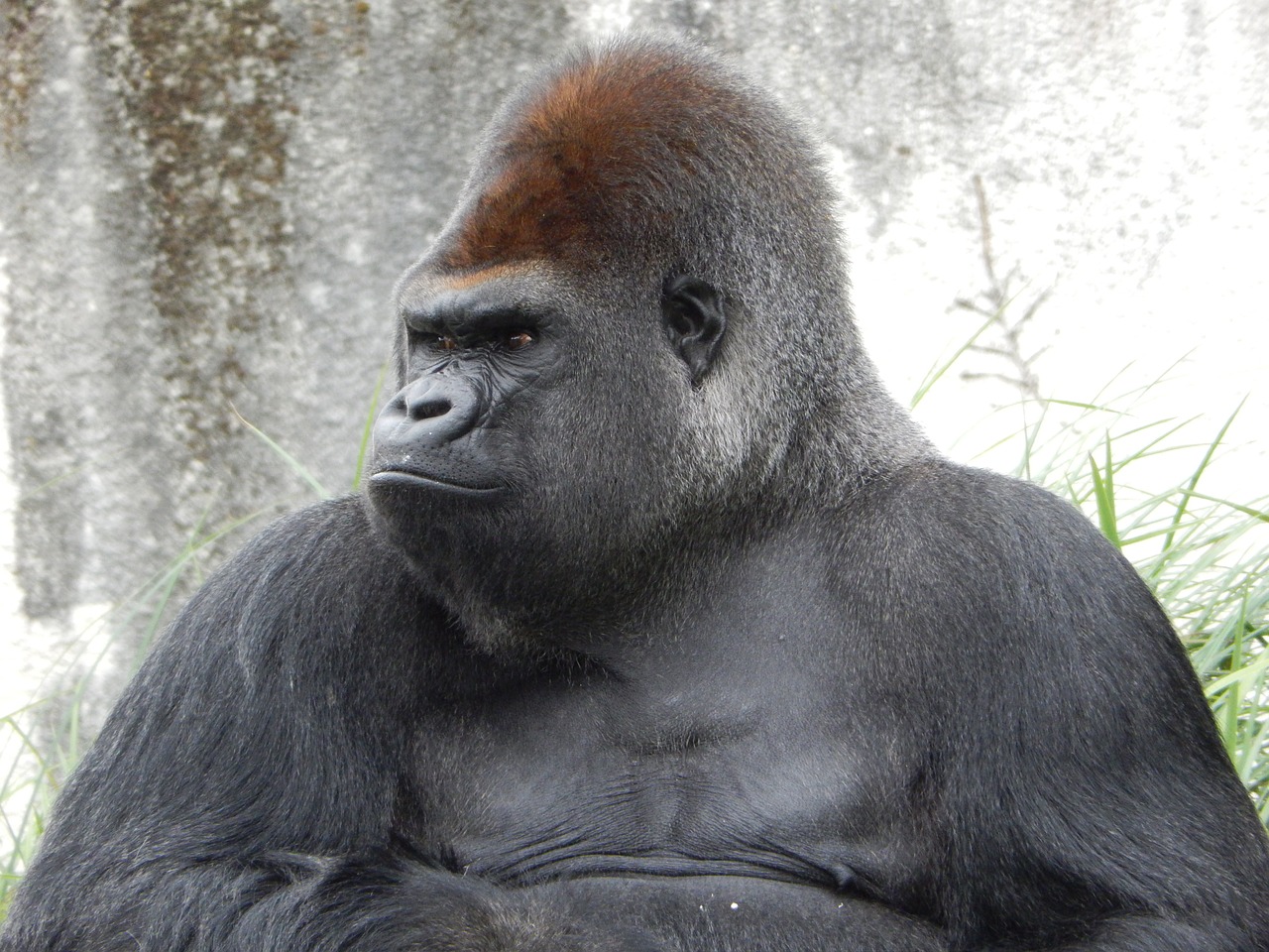 gorilla zoo animal wildlife free photo