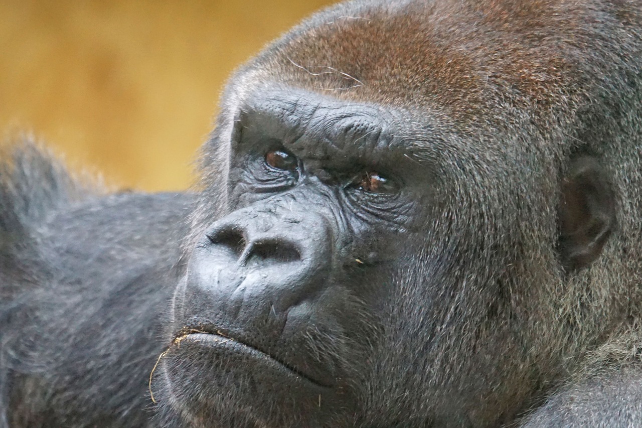 gorilla ape close free photo