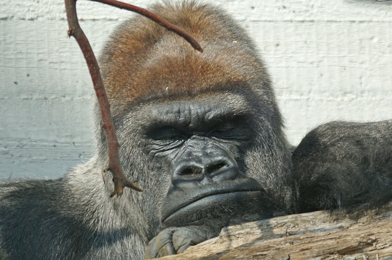 gorilla silverback grim free photo