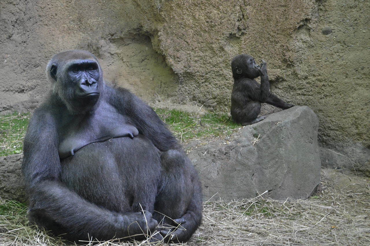 gorilla zoo animal free photo